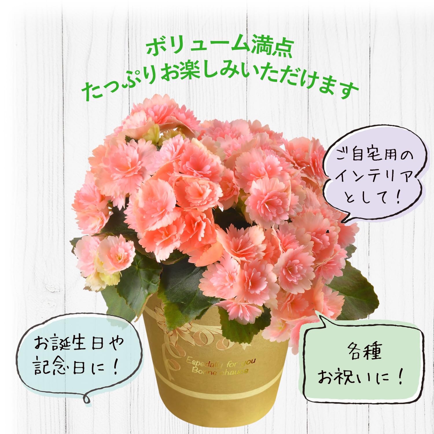 Amazon.co.jp: 花のギフト社 母の日 リーガース ベコニア 花 ギフト